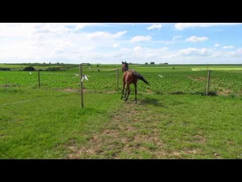 A vendre Ragan de Sailé - Petit fils d'Ekstern - 1 ans