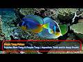 4K Powder Blue Tang Purple Tang Fishes Aquarium Tank And In Deep Ocean