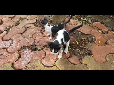 Mehwish Cats Mumbai