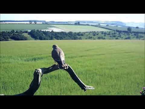 Last Kestrel Chick Fledges | Discover Wildlife | Robert E Fuller