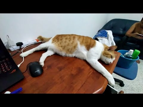 Introducing Molly, The Cat and Mahersaham Kit Unboxing