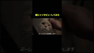 飼い主が100悪いです。 #ゆきドラ #ゆきドラ女子化計画
