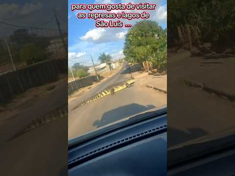 uma lagartixa em São Luís dos montes belos goias