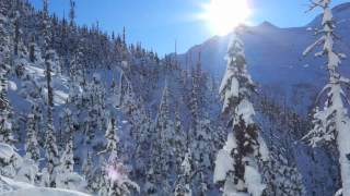 woods of ypres - travelling alone