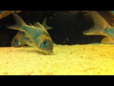 Corydoras (lineage 7) eques