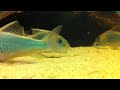 Corydoras eques Corydoras eques