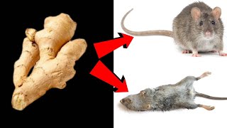 GINGER MAGIC || Kill RATS Within 10 minutes || 100% NATURAL WAY I Home Remedy | Mr. Maker