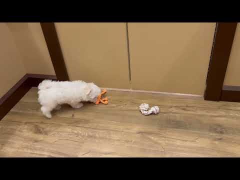 Maltese - 4855 video preview