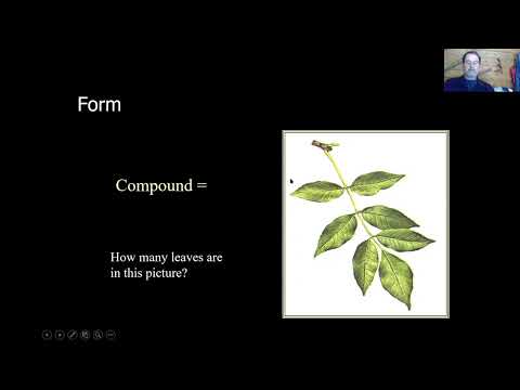 Dendrology Fundamentals
