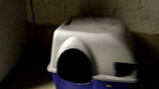 The Best Litter Box in the World