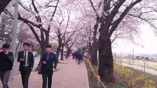 preview picture of video 'Yeouido cherry blossom 2015'