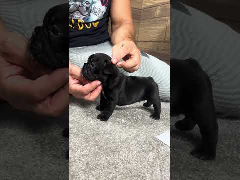 Video 4
