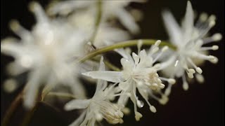 [4K] 日光 セリバオウレン Seriba-ōren – Delicate Early Spring Flowers at Shiroyama, Nikkō, Japan