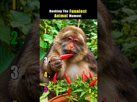 Ranking The Funniest Animal Moment 🤣🤣 #funny #animals #trending #viral #shorts #cat #goviral
