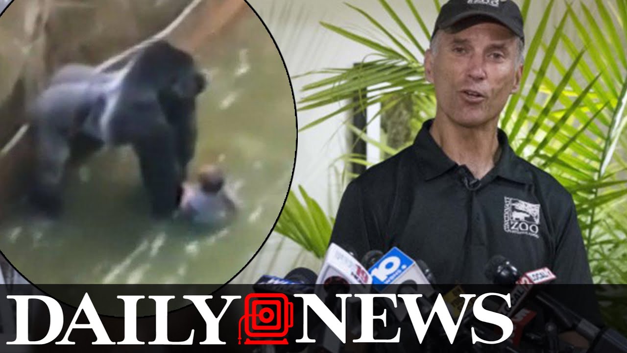 Cincinnati Zoo's director defends decision to kill Harambe the gorilla
