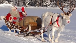 Reindeer of Santa Claus: children learning secrets of super-lichens making reindeer to fly Christmas