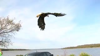 Scoop The Eagle Released From Wild Heart Ranch