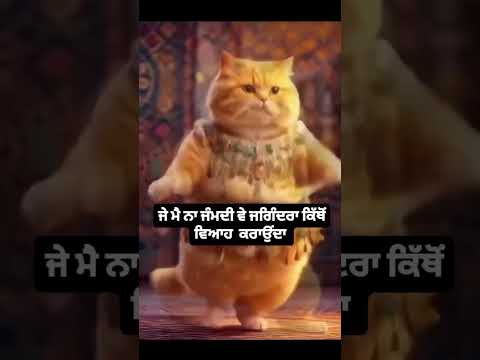 Funny video #Cat Video #Funny video