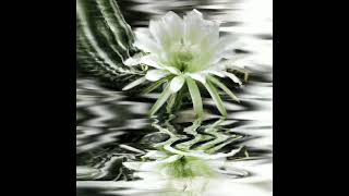 David Kochs &amp; Raphael Schön - Sweet In Mind