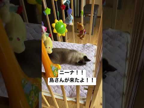 冬にシジュウカラの巣箱をどこに置くか？この鳥を引き寄せるには何を入れたらいいでしょうか？従うべき 3 つの重要なヒント  庭園