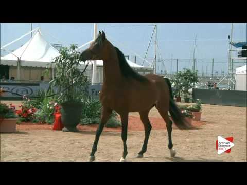 N.122 GALLARDO J - Menton 2016 - Colts 3 years old (Class 8)