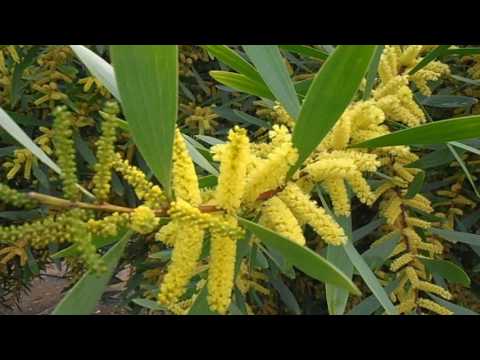 Mimosa dorada: Acacia longifolia