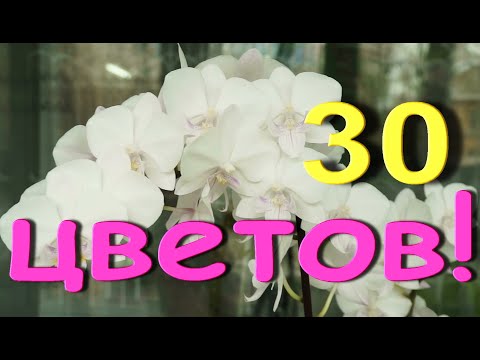 Потрясающая ОРХИДЕЯ в полном РОСПУСКЕ!1-е домашнее цветение:30 цветов!