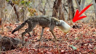 Виктория лошкарева хозяин волчьей стаи 2 том