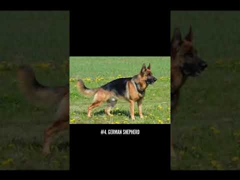 TOP 5 EASIEST TO TRAIN DOG BREED. 😯🤯