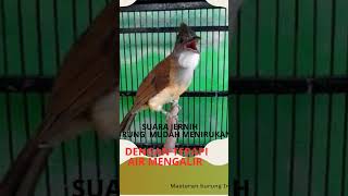 Download lagu cucak jenggot mbeset paling banyak di cari ❗❗ burung mudah menirukan mp3