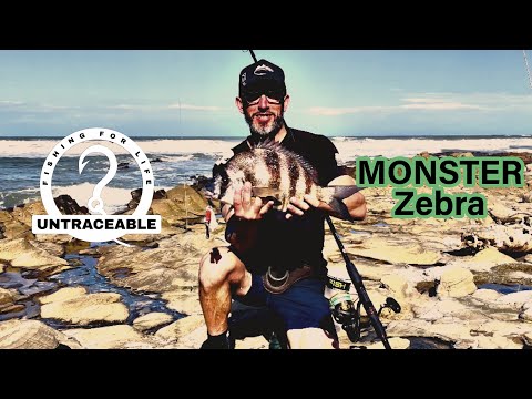 MONSTER Zebra Fish and Blue Fish (bronze bream) frenzy | East Coast fishing (East London)