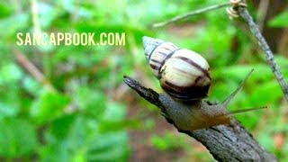 preview picture of video 'Land snail and the Curious Lizard - sanibel captiva handbook'