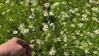 All About Chamomile.  How to grow , how to harvest, and how to use it.