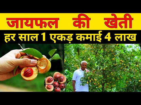 जायफल की खेती की पूरी जानकारी  | Nutmeg Farming | jaifal ki kheti | javitri farming | mace farming।