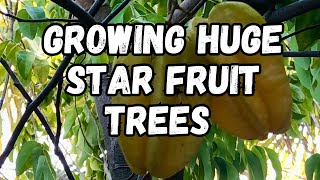 Grow a Star Fruit Tree Tips | Produce Fruit in chilly winter location | Averrhoa Carambola |