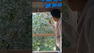 Download lagu video monyet ngambek#shorts#monyet#viral#tiktok mp3
