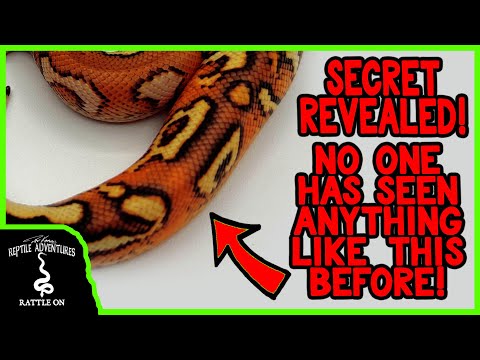 IS THIS THE MOST INCREDIBLE BALL PYTHON EVER PRODUCED?
