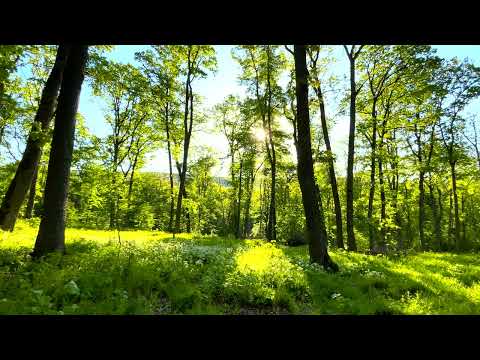 4k Morning Forest | Real time | Ambience Sounds | Relax
