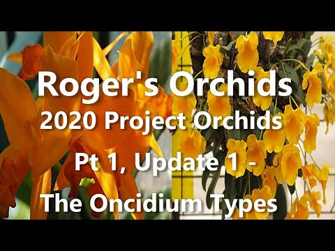 2020 Project Orchids Pt 1, Update 1 - The Oncidium Types