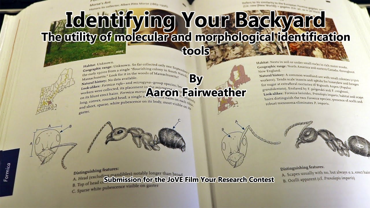 Identifying Your Backyard - The utility of molecular and morphological identification tools