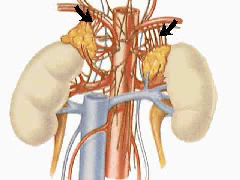 Video How the Body Works The Adrenal Cortex and Medulla Biology Diagrams