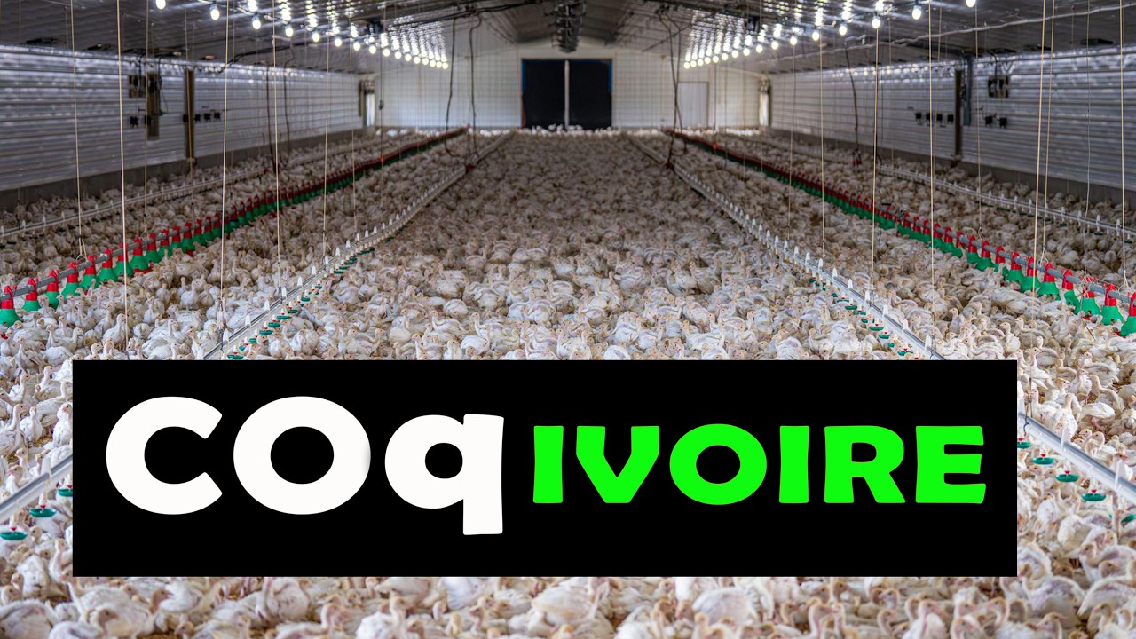 COQIVOIRE: La plus grande entreprise d'élevage de poulet en Afrique de l'ouest [Côte d'ivoire]