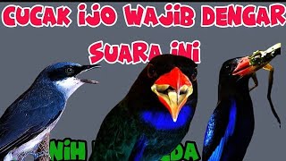 Download lagu Audio jernih dan mudah ditirukan | tengkek buto, tengkek udang dan jinjing petulak mp3