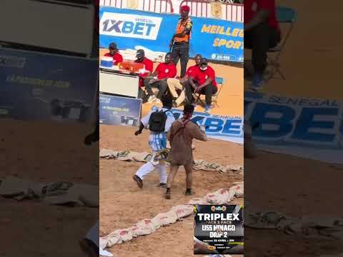 Songo Tine day lamb fowoul #senegal #seneweb #lamb