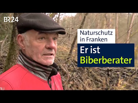 Beaver consultant knows the needs of the animals – and of people | BR24