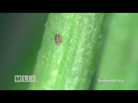 Battling Invasive Species in the Adirondacks: Hemlock Woolly Adelgid Treatments Begin