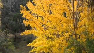 Les feuilles mortes (Lisa Ono).mpg