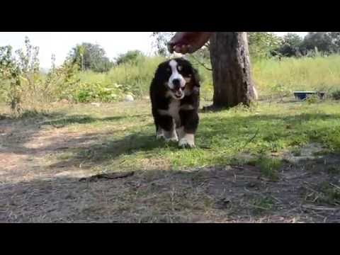 GOLDAWARD Basima, 9 weeks