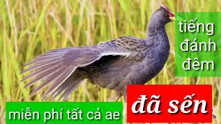 Download lagu Tiếng cúm núm ống thổi miễn phí ae, tiếng gà đồng. mp3 Download lagu Tiếng cúm núm ống thổi miễn phí ae, tiếng gà đồng. mp3