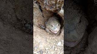 The green frog has lost to the beetle.#love#cute#comedy#Green frog